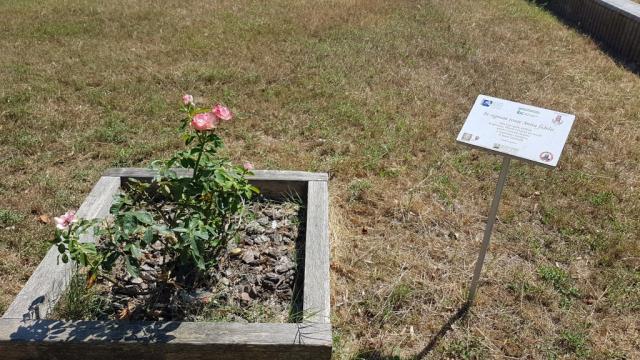 zum Gedenken an Anita die von der Französichen Armee flüchtete und hier gestorben ist, wurde eine Rose gezüchtet