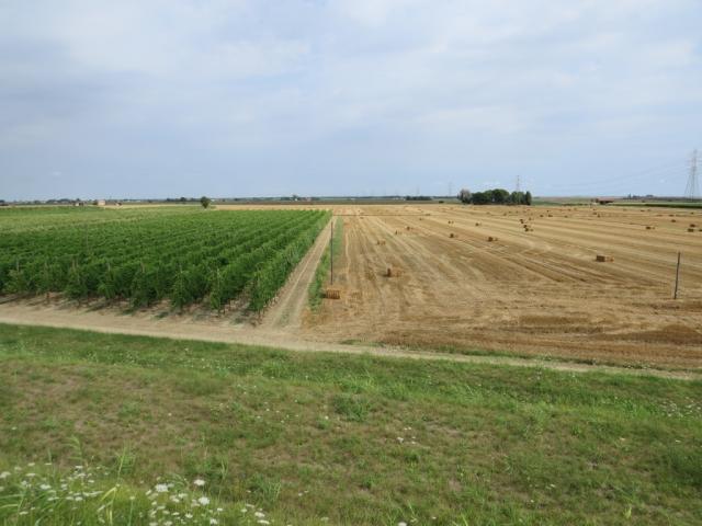 Reben und Kornfelder wechseln sich ab