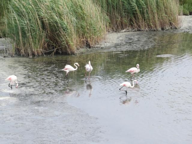 Flamingos haben wir bis zu diesem Tag nur in dem Zoo gesehen.