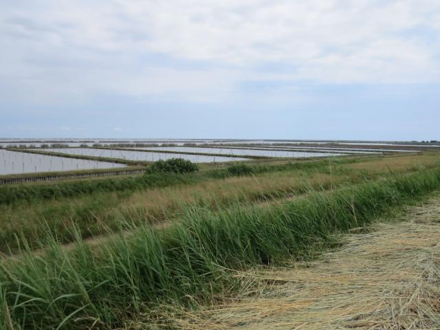 über die Verbindungen zum Mittelmeer gelangt gezeitenbedingt Salzwasser in die Lagune...