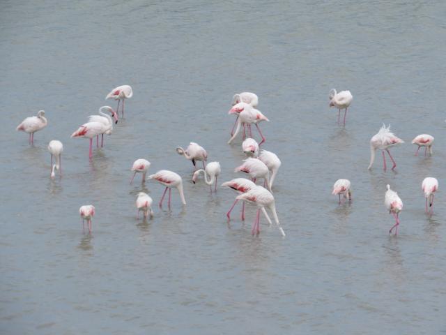 es dringt ununterbrochen ein wildes Schnattergeräusch herüber. Hunderte von Flamingos waten im Brackwasser