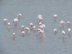 es dringt ununterbrochen ein wildes Schnattergeräusch herüber. Hunderte von Flamingos waten im Brackwasser