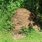 so ein grosser Ameisenhaufen