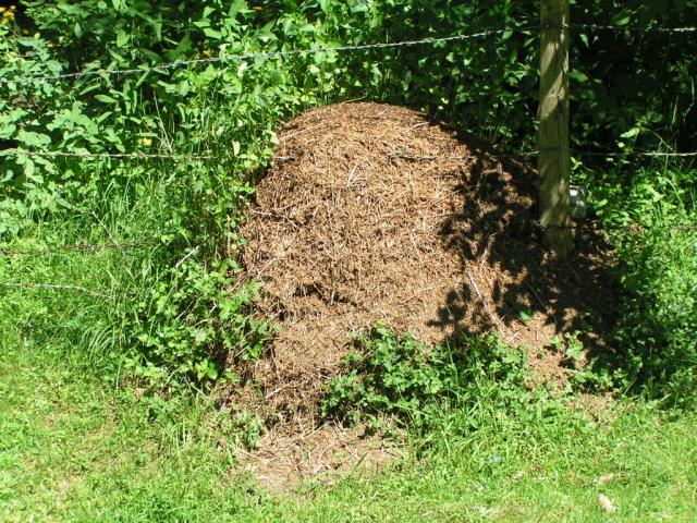 so ein grosser Ameisenhaufen