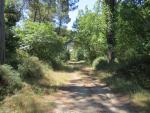 fast 7 Kilometer misst die Wegstrecke durch diesen schönen Pinienwald