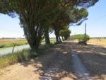 beim Canale Magni endet der Pinienwald und wir laufen über offenes Gelände Richtung Ravenna