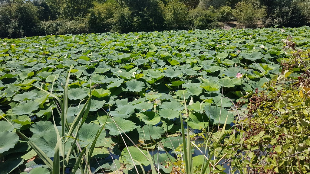 es ist nicht ein normaler Teich, sondern ein Lotosteich