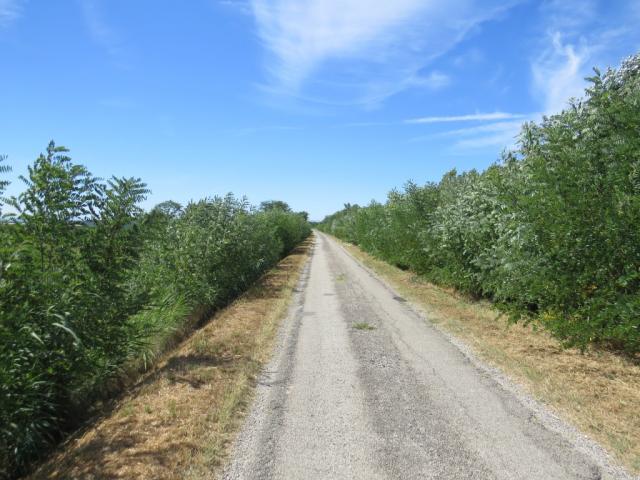 die Via Romea führt direkt durch die Obstplantagen...