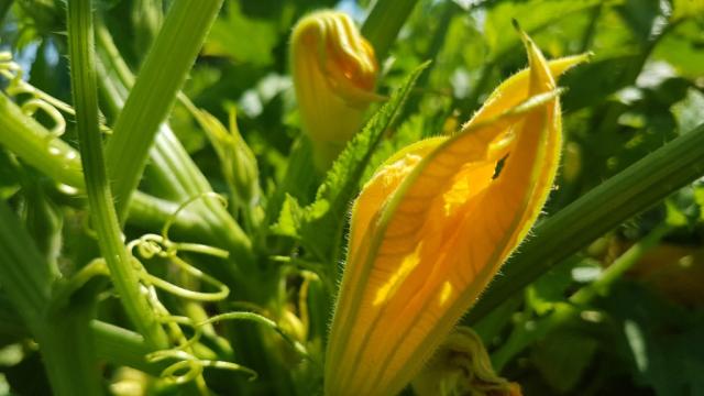 im Olivenöl goldbraun in heissem Olivenöl gebratene Zucchiniblüten, gefüllt oder auch nicht, einfach lecker