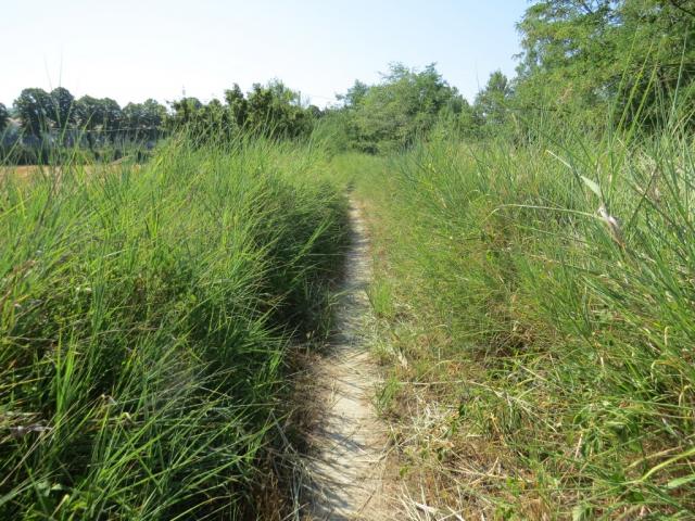 der Wanderweg führt uns nach der Flussüberquerung durch mannshohes Gras