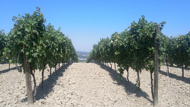 an diesen sonnenverwöhnten Hängen gedeiht der Wein