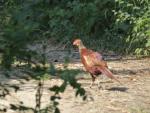 ein Fasanweibchen kreuzt vor uns den Wanderweg