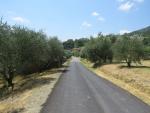 Olivenbäume stehen Spalier als wir den Dorfeingang von Cusercoli erreichen