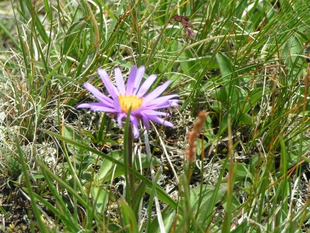 so eine schöne Blume