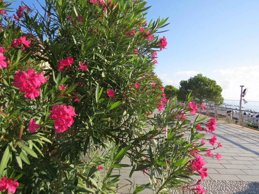 wir bestaunen schöne Oleander...