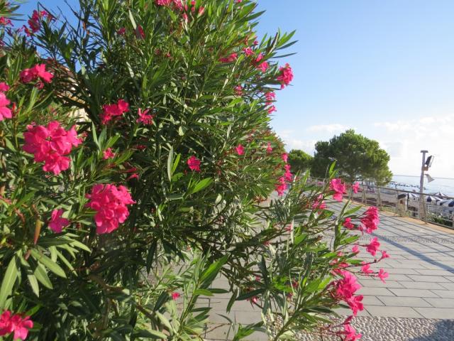 wir bestaunen schöne Oleander...