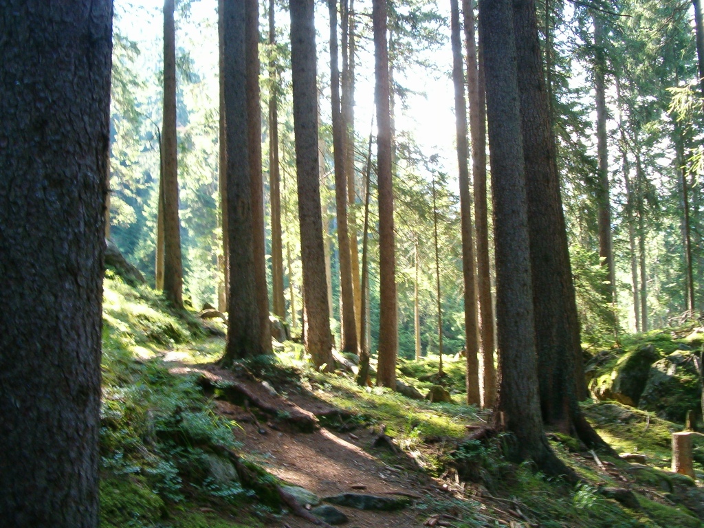 so ein schöner Wald