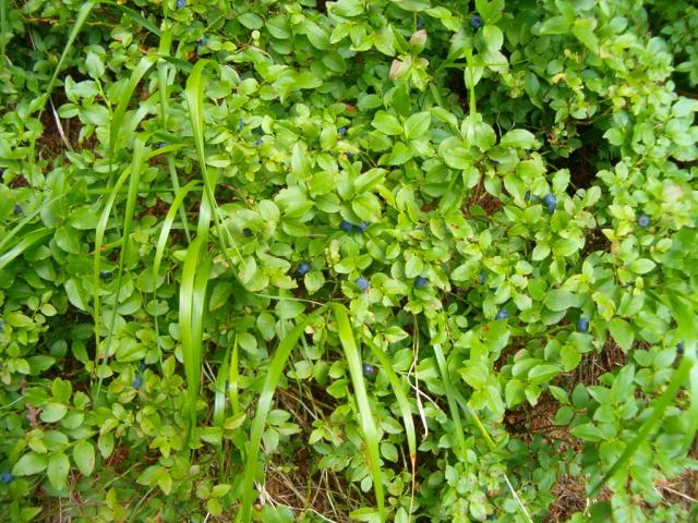 Heidelbeeren so weit das Auge reicht