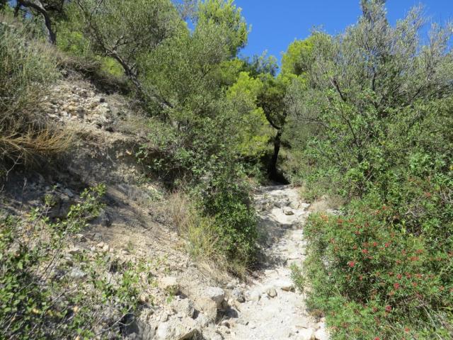 die Via della Costa führt uns nun durch eine sehr schöne mediterrane Macchia und Pinienwälder