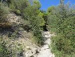 die Via della Costa führt uns nun durch eine sehr schöne mediterrane Macchia und Pinienwälder