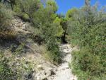 die Via della Costa führt uns nun durch eine sehr schöne mediterrane Macchia und Pinienwälder