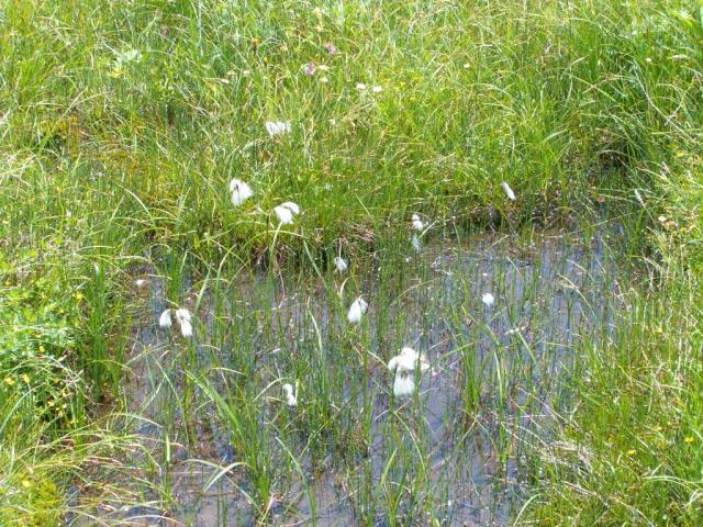 Moorlandschaft