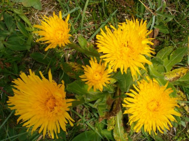 überall Blumen