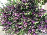 ...wo wir mit Bougainvillea empfangen werden