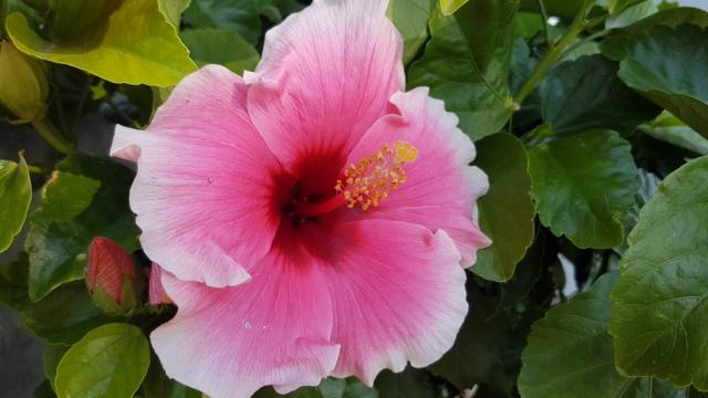 ...und Hibiskusblumen