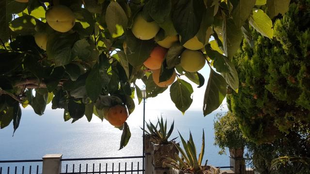 Kakibäume spenden auf der Terrasse schatten