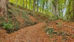 der Wanderweg führt nun wieder durch den Wald aufwärts