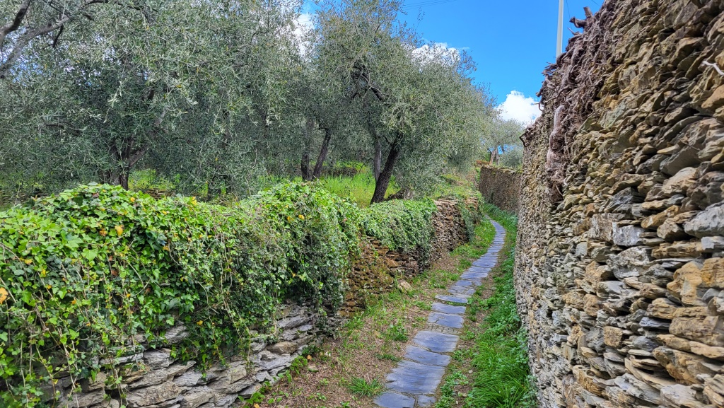 wir wandern zwischen Olivenbäume und Trockenmauern