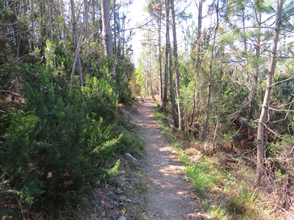 wir durchqueren nach Harz riechende Pinienwälder