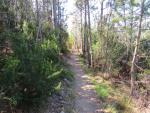 wir durchqueren nach Harz riechende Pinienwälder