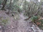 der Wanderweg führt uns durch Steineichenwälder weiter aufwärts