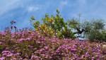 wir laufen neben Blumen und Zitronenbäume