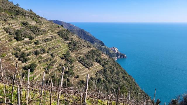 zwischen den Reben erkennen wir Manarola