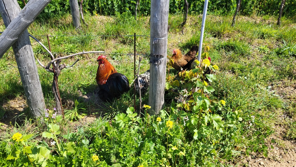 das gibt gute Bio Eier