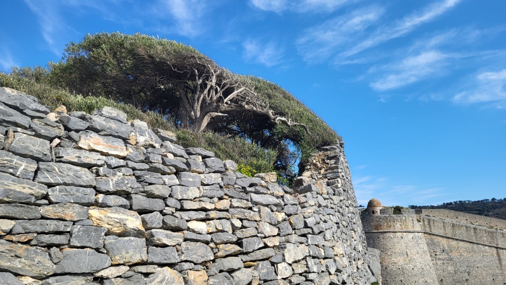 der Olivenvaum duckt sich wegen dem ständigem Wind hinter der Trockenmauer