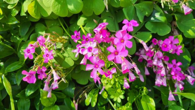 Oxalis rubra. Dieses Klee öffnet die Blüten sobald die Sonne erscheint. Darum hat es auch den Namen Buongiorno