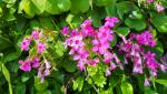 Oxalis rubra. Dieses Klee öffnet die Blüten sobald die Sonne erscheint. Darum hat es auch den Namen Buongiorno