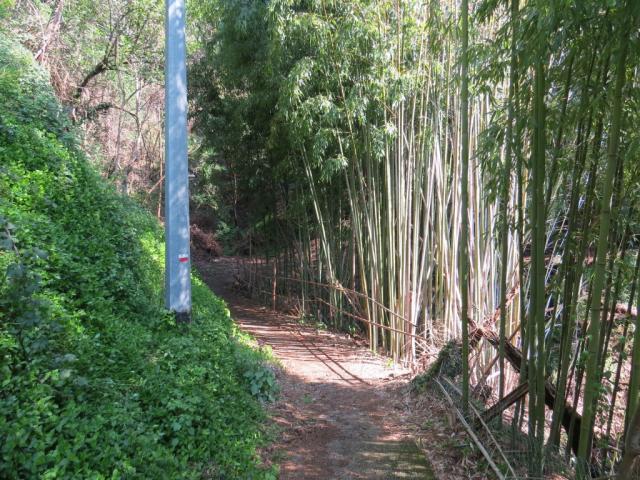 Bambus mehrere Meter hoch sehr schön um anzuschauen. Bambus im eigenem Garten eine Katastrophe
