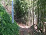 Bambus mehrere Meter hoch sehr schön um anzuschauen. Bambus im eigenem Garten eine Katastrophe
