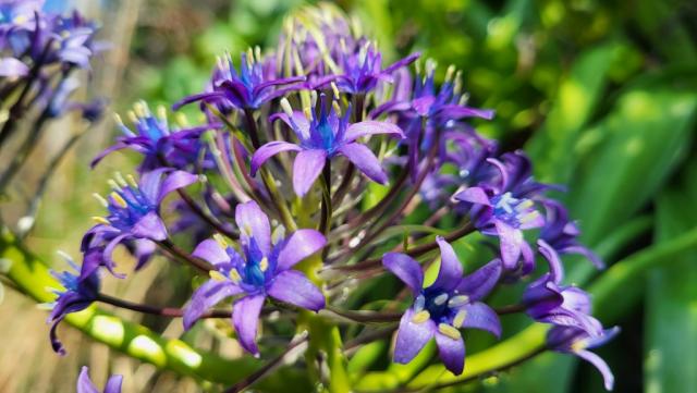 wir bestaunen Peruanischer Blaustern. So eine Blume haben wir noch nie gesehen