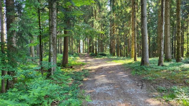 immer wieder führt uns der Wanderweg durch den Bregenzerwald