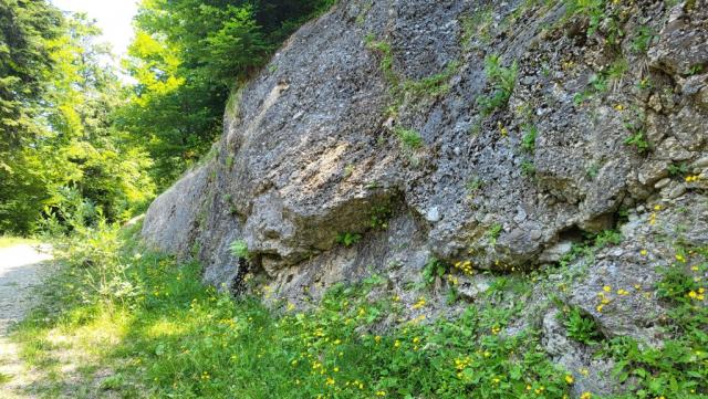 wir befinden uns nun im Naturpark Nagelfluhkette. Das sieht man sehr gut an den Gesteinen am Wegesrand