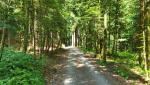 wir geniessen die letzten Kilometer durch den Bregenzerwald zu wandern