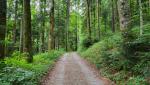 in mässiger Steigung geht es durch den Bregenzerwald hinauf zum Rotenberg