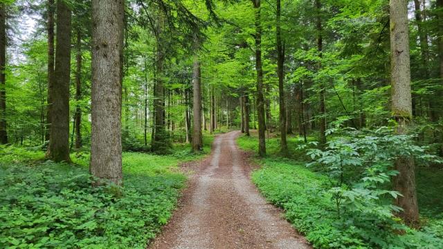 bald erreichen wir die Landesgrenze. Dort endet der schöne Bregenzerwald der uns heute morgen noch begleitet