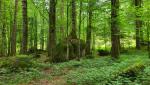 wir kürzen die Schleife der Mautstrasse ab, und wandern durch einen dichten Wald